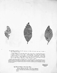 Valsa salicina image